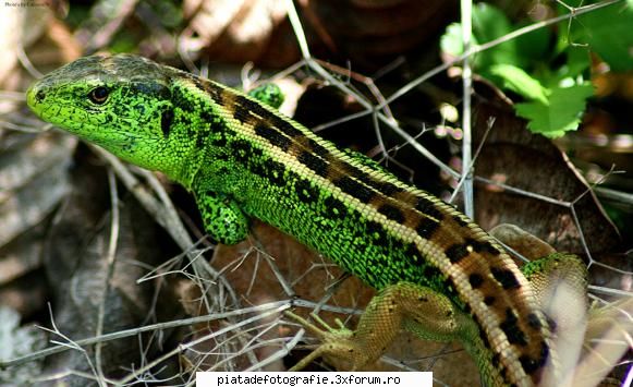 lacerta agilis. stand soare.