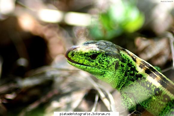 lacerta agilis. adulmecand