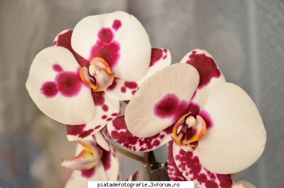 una din cele 6 specii de orhidee care le am. flori de apartament