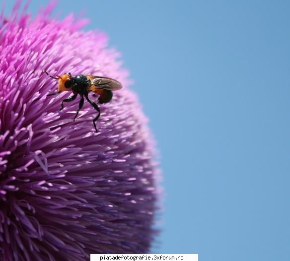 dulcele nectar foame mare