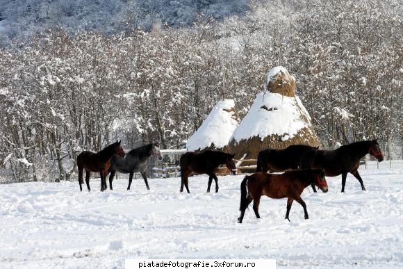 Acceptate la Salonul Internat al fotografilor romani si maghiari-ed IV - Oana_Zafiriadis - Concursuri, expozitii, targuri