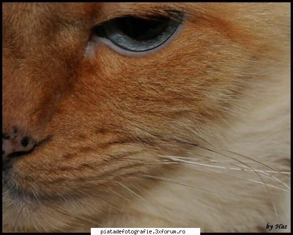 Animale de companie - has - Foto-comment
