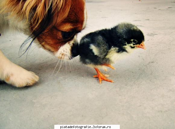 Animale de companie - nOname Girl - Foto-comment
