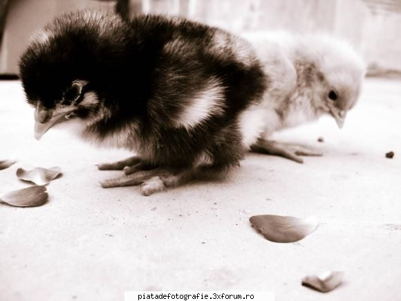 Animale de companie - nOname Girl - Foto-comment