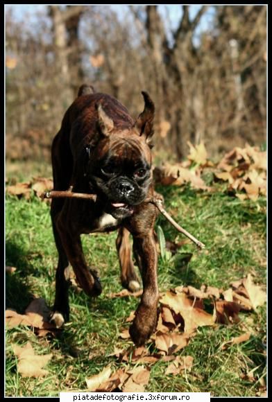 Animale de companie - Catelusul meu botos - Foto-comment