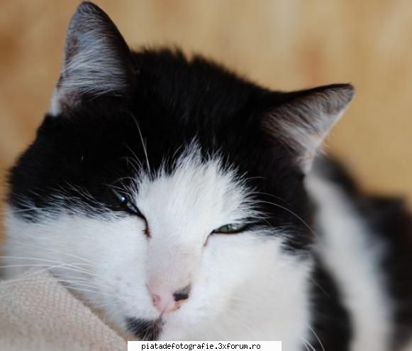 Animale de companie - eu m-am hotarat sa incep cu un animal paros :P - Foto-comment