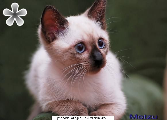 Animale de companie - In ...memoriam,Motzu(the cat) - Foto-comment