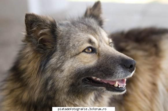 Animale de companie - Daca tot postati aici animalute, vin si eu cu un - Foto-comment