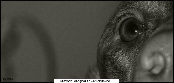 Animale de companie - inca un experiment! pareri si opinii! - Foto-comment