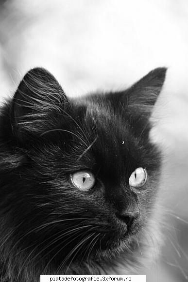 Animale de companie - has - Foto-comment