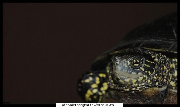 Animale de companie - un mare lenes ..... "broscu" - Foto-comment