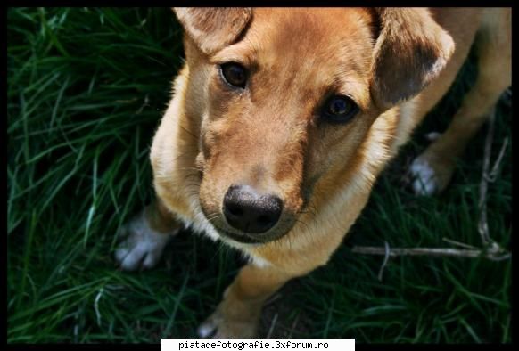 Animale de companie - pun si eu un catel - Foto-comment