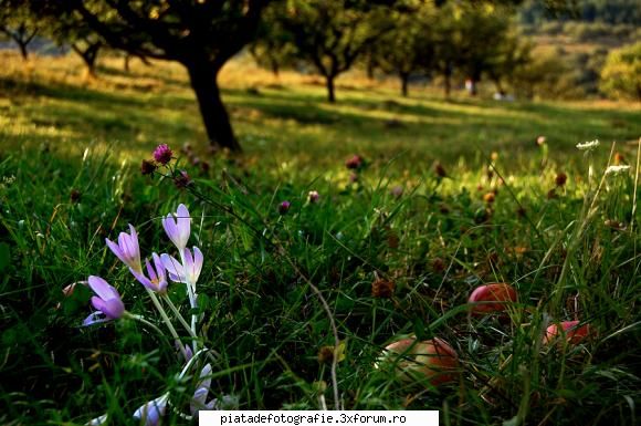 Asfintit in livada - LAVANA - Foto-comment