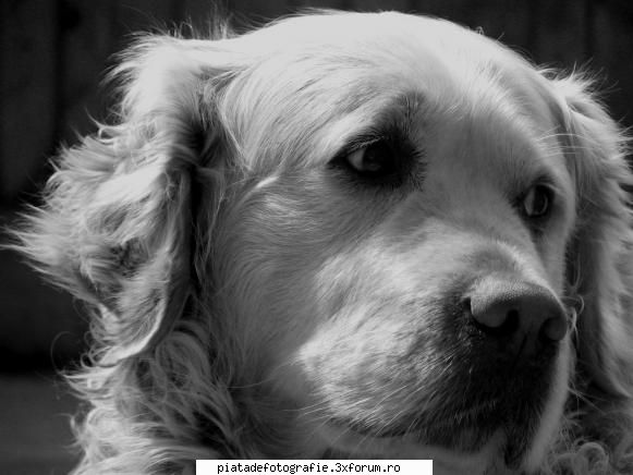 Best friend - Este o poza mai veche, cand foloseam un canon S1 - Foto-comment