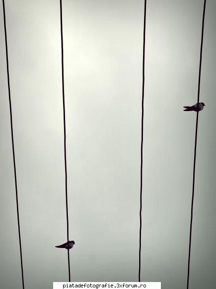 Bird`s song - Nu am incarcat cu ImageShack ca nu-mi merge - Foto-comment