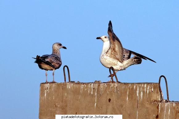 Cip-cirip - Asa este ... Alte pasari galagioase prin natura - Foto-comment