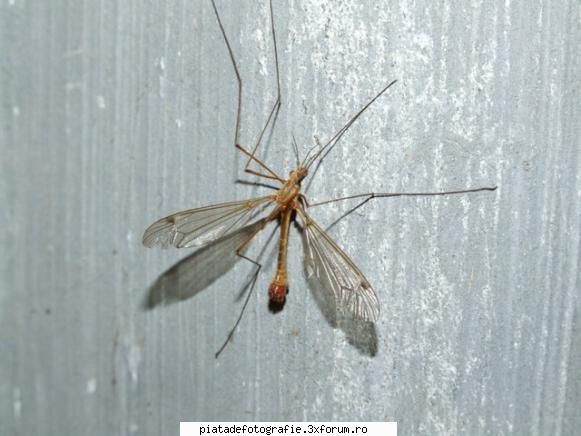Colt de insectar - igorca75 - Foto-comment