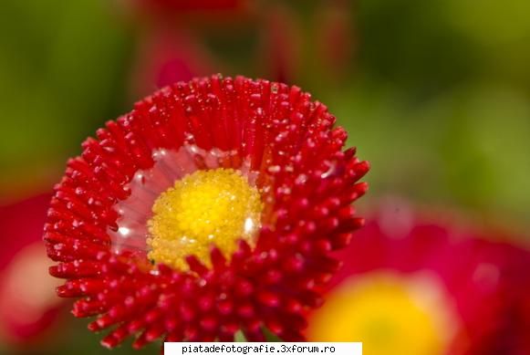 [Concurs FOTO] Culori (FINAL) - Antonik - [CONCURS] Fotografii tematice