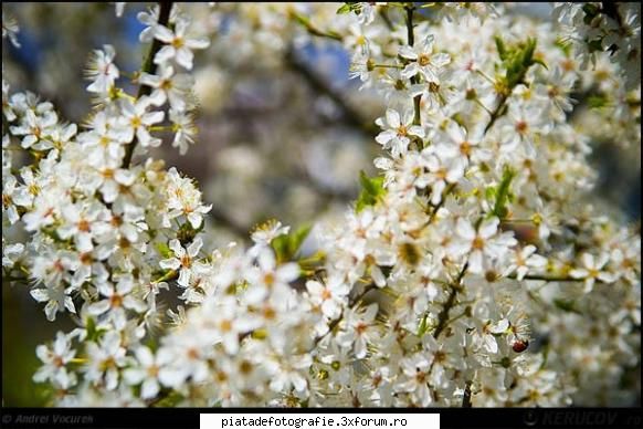 [Concurs FOTO] Culori (FINAL) - Flori de primavara - [CONCURS] Fotografii tematice