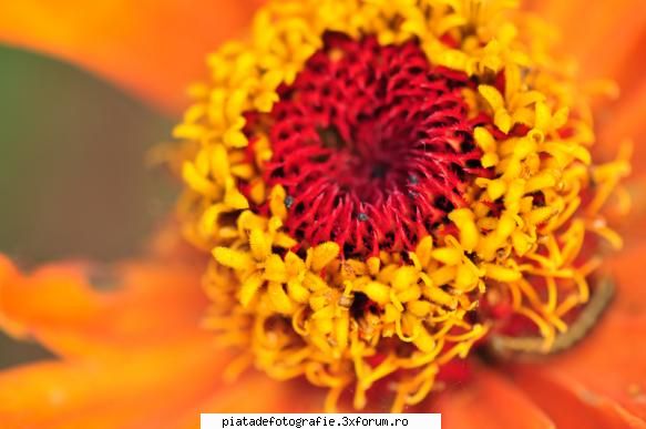 [Concurs FOTO] Culori (FINAL) - Titlul: Where flowers bloom so does hope - [CONCURS] Fotografii tematice