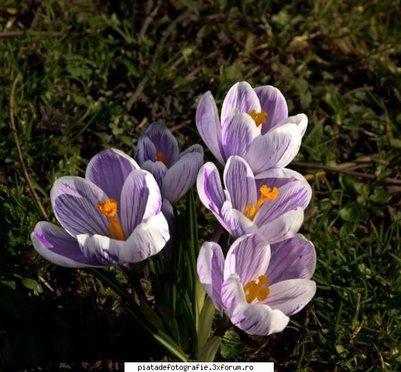 [Concurs FOTO] Flori, culori de primavara [VOT] - nu stiu numele acestei - [CONCURS] Fotografii tematice