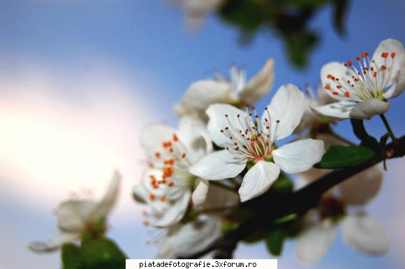 [Concurs FOTO] Flori, culori de primavara [VOT] - pun si eu cate-va flori - [CONCURS] Fotografii tematice