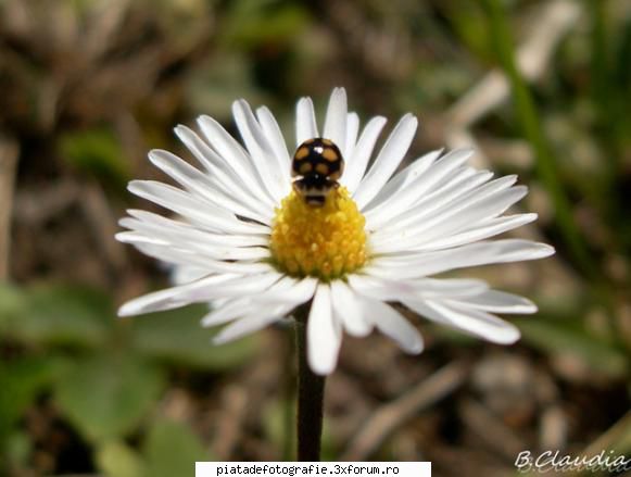 [Concurs FOTO] Flori, culori de primavara [VOT] - Like a brooch ! - [CONCURS] Fotografii tematice