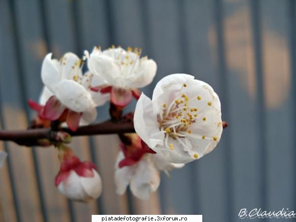 [Concurs FOTO] Flori, culori de primavara [VOT] - Mai aproape de primavara ! - [CONCURS] Fotografii tematice