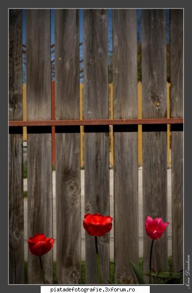 [Concurs FOTO] Flori, culori de primavara [VOT] - printemps ... couleurs - [CONCURS] Fotografii tematice