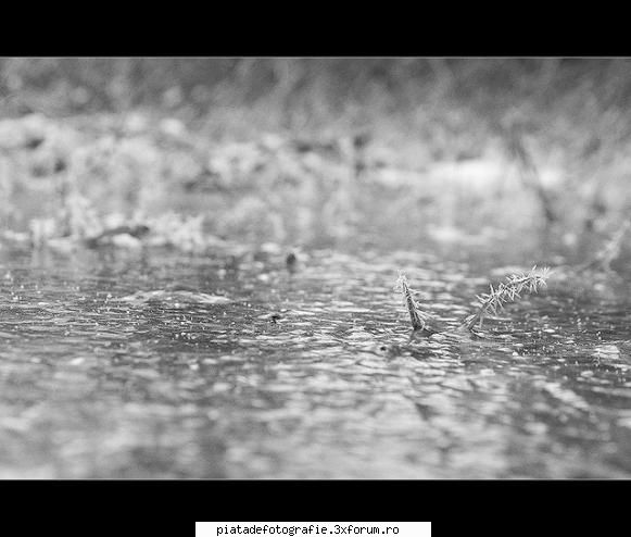 [Concurs FOTO] Flori de gheata (FINAL) - Simgeo - [CONCURS] Fotografii tematice