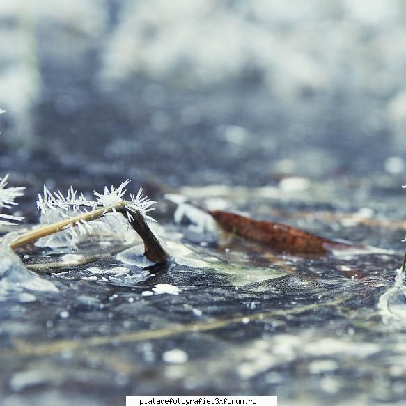 [Concurs FOTO] Flori de gheata (FINAL) - Simgeo - [CONCURS] Fotografii tematice