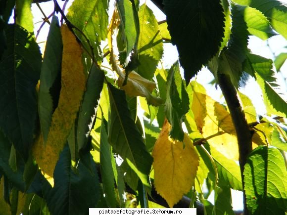 [Concurs FOTO] Ramasitele verii (FINAL) - Ramasitele verii - [CONCURS] Fotografii tematice