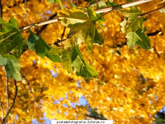 [Concurs FOTO] Ramasitele verii (FINAL) - Verde, apoi galben, apoi dispare - [CONCURS] Fotografii tematice