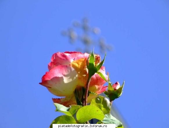 [Concurs FOTO] Renastere (FINAL) - renasterea credintei - [CONCURS] Fotografii tematice