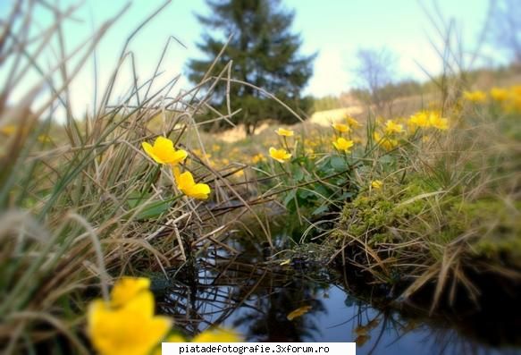 [Concurs FOTO] Vitalitate (FINAL) - la inceput a fost apa - [CONCURS] Fotografii tematice