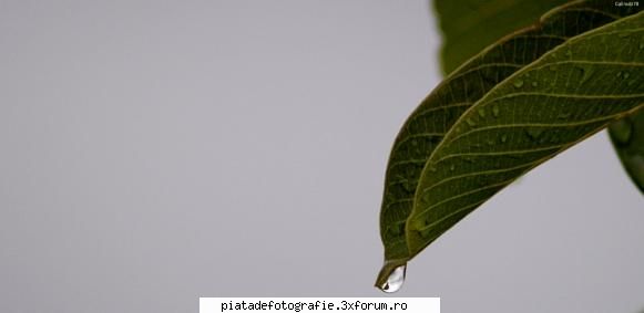 [Concurs FOTO] Vitalitate (FINAL) - calinutz78 - [CONCURS] Fotografii tematice