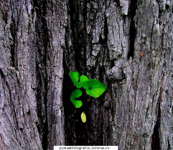 [Concurs FOTO] Vitalitate (FINAL) - Speranta moare ultima - [CONCURS] Fotografii tematice
