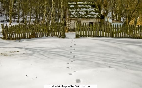 Cotet - calinocea - Foto-comment