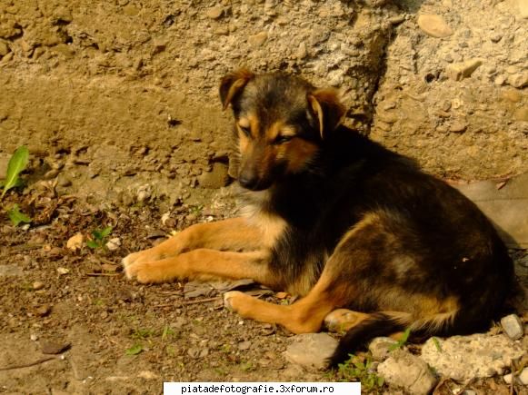 Dog of Gaza - Bine v-am gasit - Foto-comment