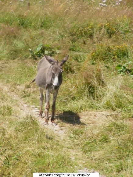 FAZAN foto - Atunci, "magar" sa fie - Jocuri fotografice