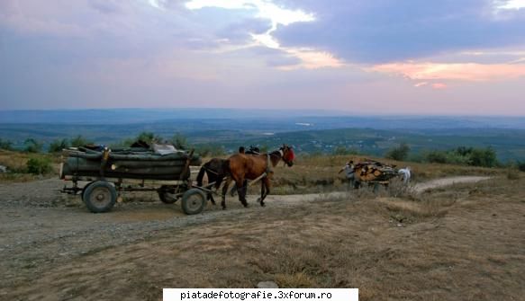 FAZAN foto - LAVANA - Jocuri fotografice