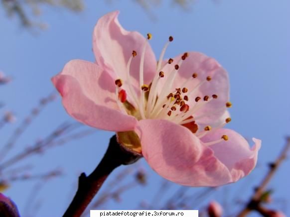 FAZAN foto - MichaelaS - Jocuri fotografice