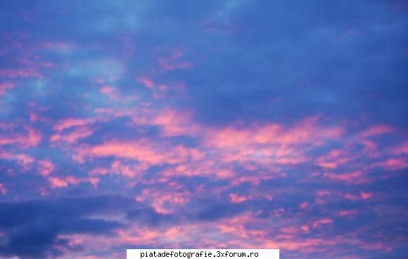 FAZAN foto - "albastru si roz" - Jocuri fotografice
