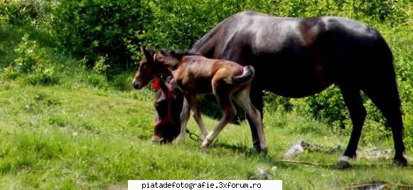 FAZAN foto - "Mama si copilul" :) - Jocuri fotografice