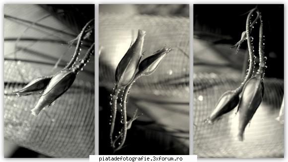 FAZAN foto - "fir" (tulpina) - Jocuri fotografice