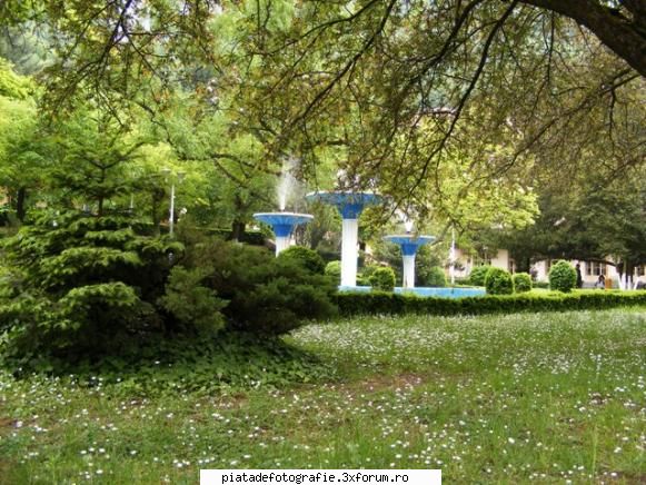 FAZAN foto - MichaelaS - Jocuri fotografice