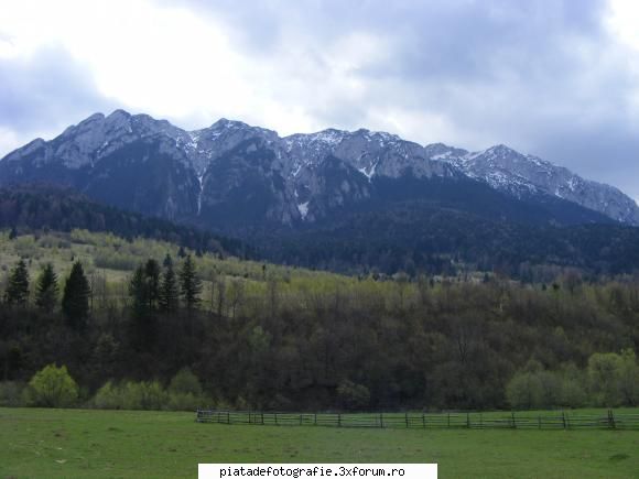FAZAN foto - 6madutza6 - Jocuri fotografice