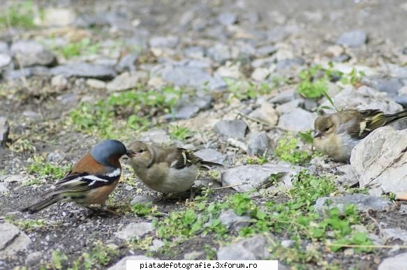 Familia - Calvaria - Foto-comment