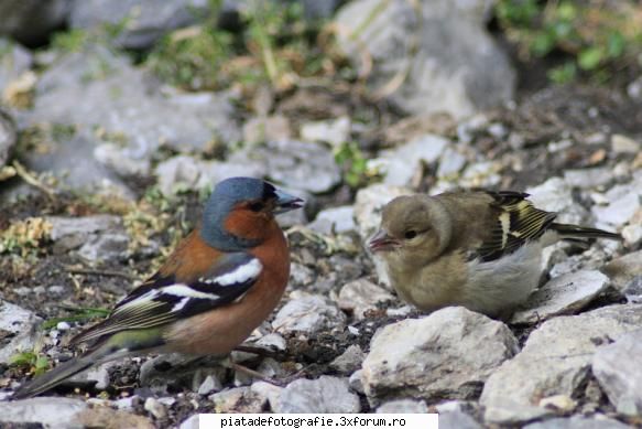 Familia - Calvaria - Foto-comment