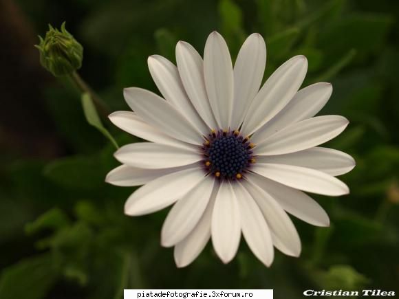 Flori - cristyan - Foto-comment